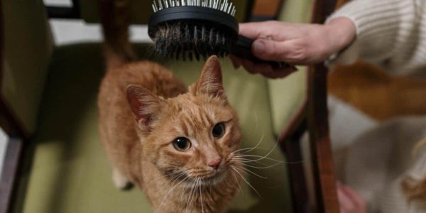 Melhores Escovas para Gato